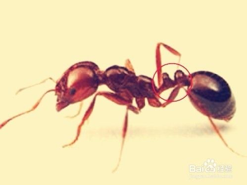 怎樣識(shí)別紅火蟻