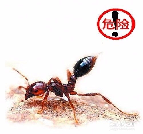 怎樣識(shí)別紅火蟻